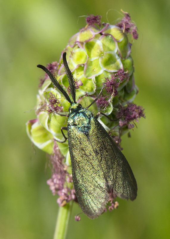 Zygaenidae - Adscita e Jordanita sp.